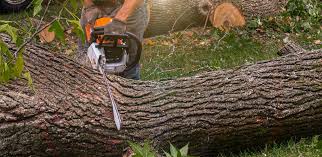 Best Leaf Removal  in Monsey, NY