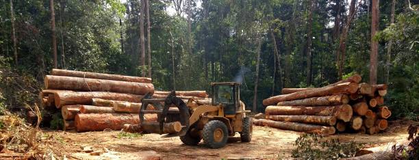 Best Lot and Land Clearing  in Monsey, NY