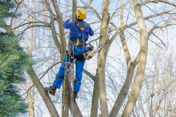 Best Weed Control  in Monsey, NY