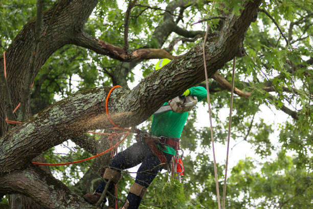 Best Emergency Tree Removal  in Monsey, NY