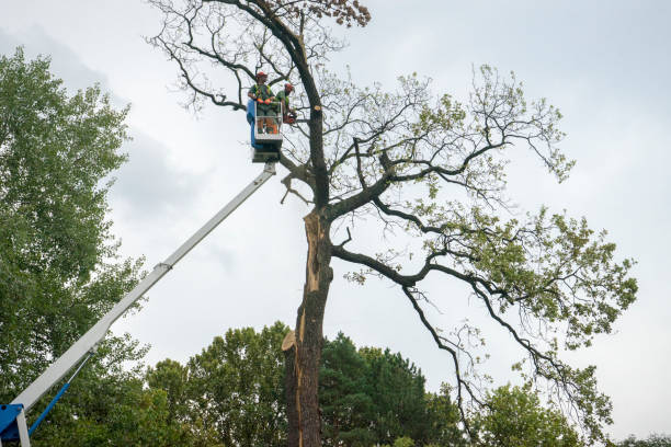  Monsey, NY Tree Care Pros