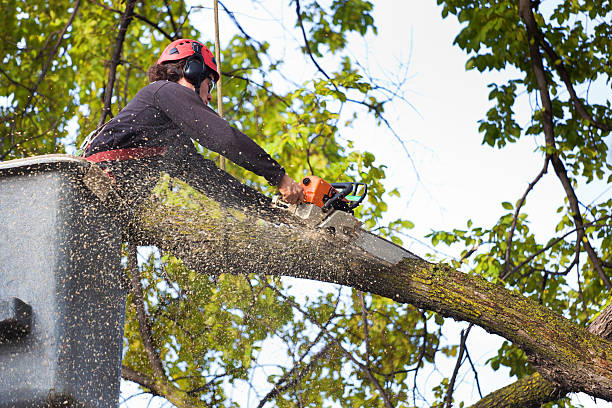 Best Lawn Mowing  in Monsey, NY