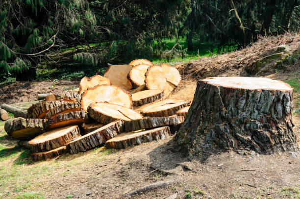 Best Tree and Shrub Care  in Monsey, NY